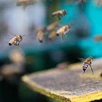 Flying insects Flying insects